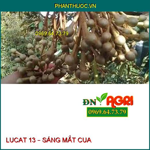 LUCAT 13 – SÁNG MẮT CUA