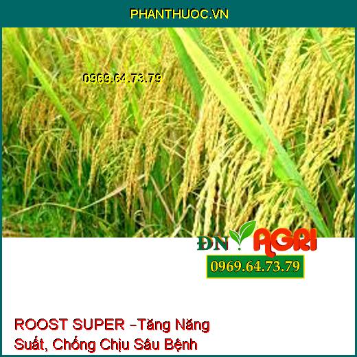 ROOST SUPER –Tăng Năng Suất, Chống Chịu Sâu Bệnh