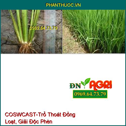 COSWCAST-Trổ Thoát Đồng Loạt, Giải Độc Phèn