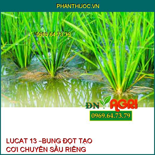 LUCAT 13 –BUNG ĐỌT TẠO CƠI CHUYÊN SẦU RIÊNG