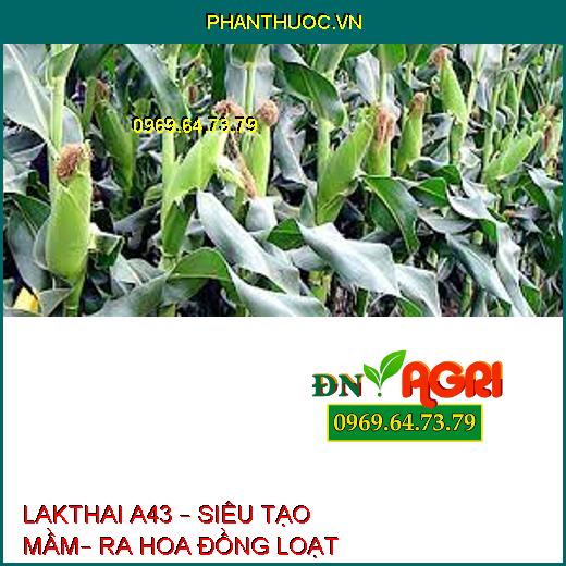 LAKTHAI A43 – SIÊU TẠO MẦM– RA HOA ĐỒNG LOẠT