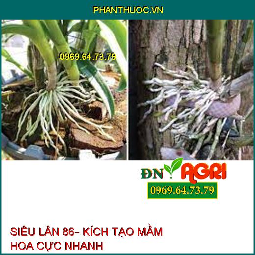 SIÊU LÂN 86– KÍCH TẠO MẦM HOA CỰC NHANH