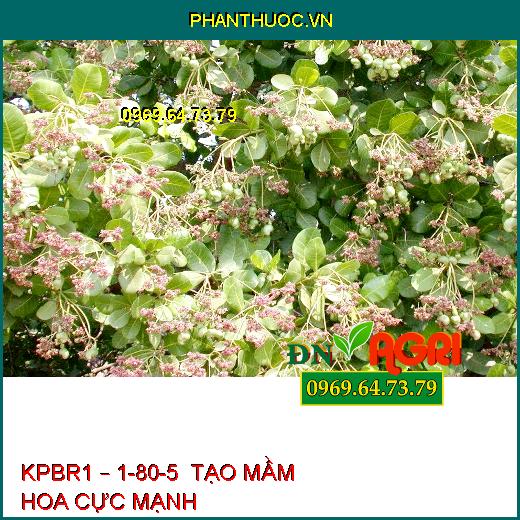 KPBR1 – 1-80-5  TẠO MẦM HOA CỰC MẠNH