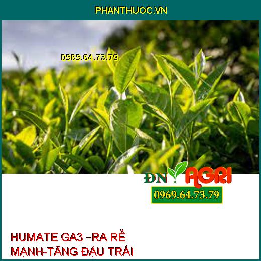 HUMATE GA3 –RA RỄ MẠNH-TĂNG ĐẬU TRÁI