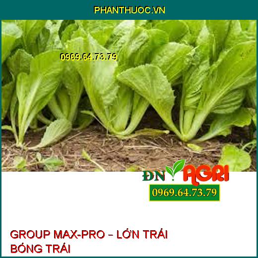 GROUP MAX-PRO – LỚN TRÁI BÓNG TRÁI