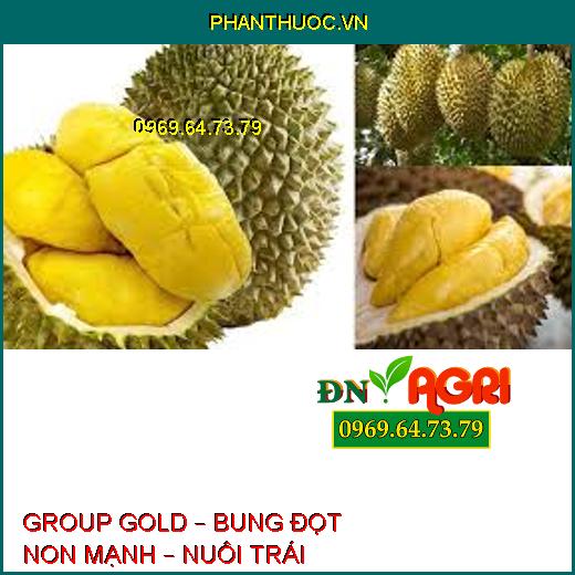 GROUP GOLD – BUNG ĐỌT NON MẠNH – NUÔI TRÁI