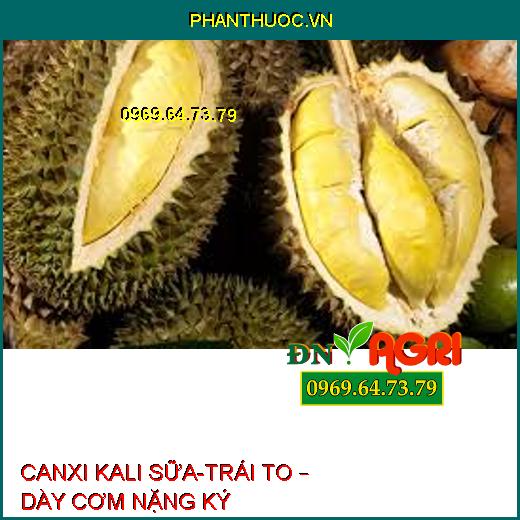 CANXI KALI SỮA-TRÁI TO – DÀY CƠM NẶNG KÝ