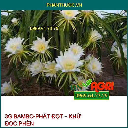 3G BAMBO-PHÁT ĐỌT – KHỬ ĐỘC PHÈN