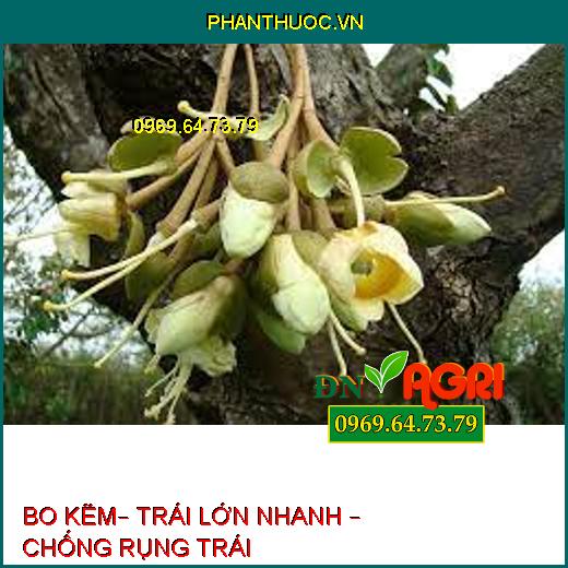 BO KẼM– TRÁI LỚN NHANH – CHỐNG RỤNG TRÁI