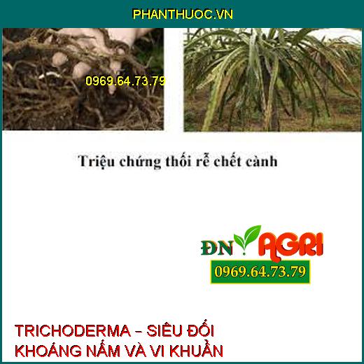 TRICHODERMA – SIÊU ĐỐI KHOÁNG NẤM VÀ VI KHUẨN