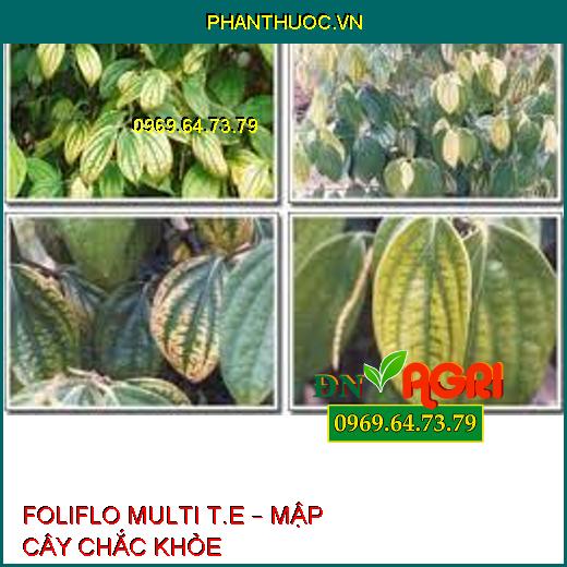 FOLIFLO MULTI T.E – MẬP CÂY CHẮC KHỎE