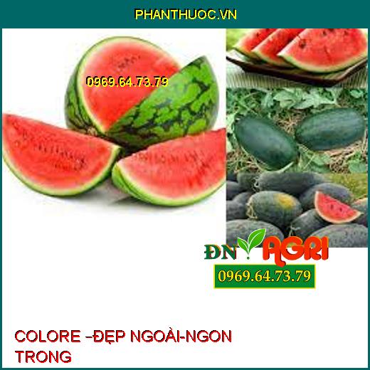 COLORE –ĐẸP NGOÀI-NGON TRONG