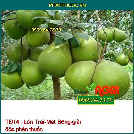 TĐ14 –Lớn Trái-Mát Bông-giải độc phân thuốc