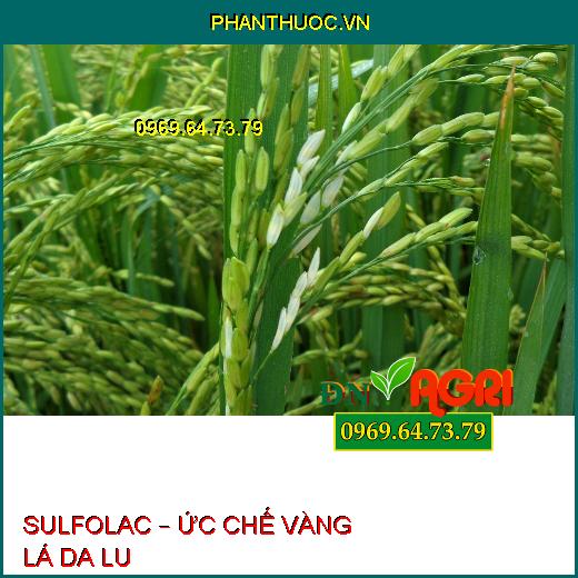 SULFOLAC – ỨC CHẾ VÀNG LÁ DA LU