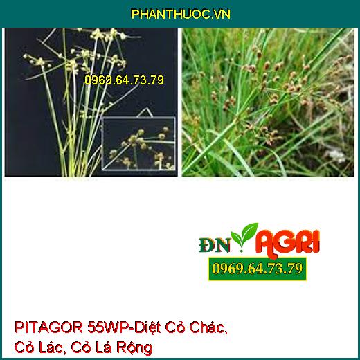 PITAGOR 55WP-Diệt Cỏ Chác, Cỏ Lác, Cỏ Lá Rộng