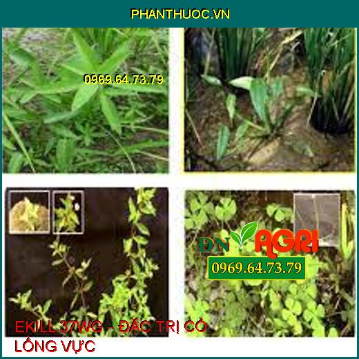 EKILL 37WG – ĐẶC TRỊ CỎ LỒNG VỰC