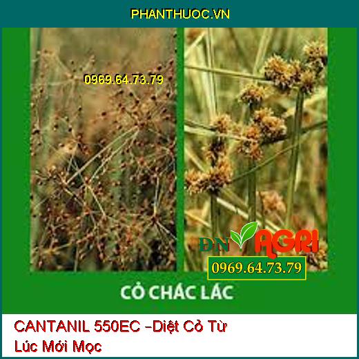 CANTANIL 550EC –Diệt Cỏ Từ Lúc Mới Mọc