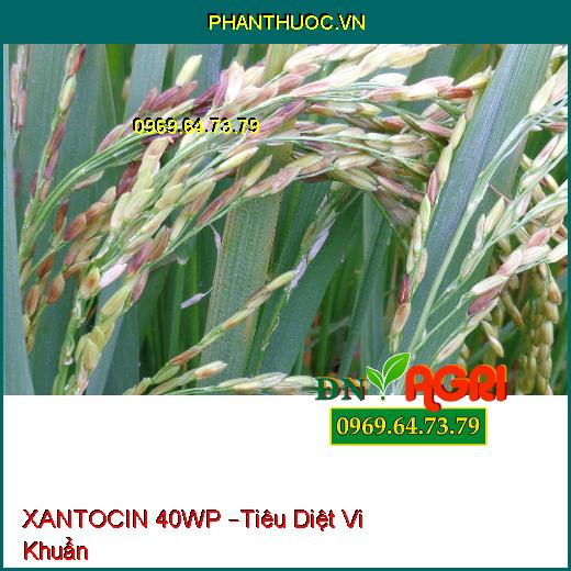 XANTOCIN 40WP –Tiêu Diệt Vi Khuẩn