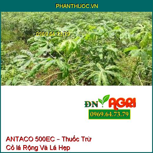 ANTACO 500EC – Thuốc Trừ Cỏ lá Rộng Và Lá Hẹp