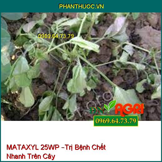 MATAXYL 25WP –Trị Bệnh Chết Nhanh Trên Cây