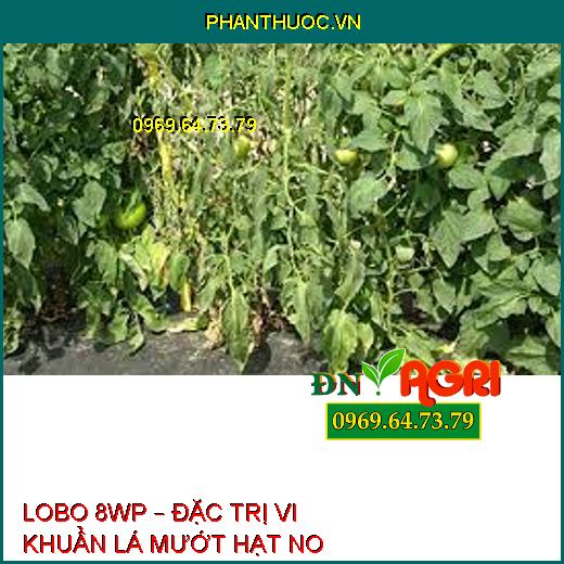 LOBO 8WP – ĐẶC TRỊ VI KHUẨN LÁ MƯỚT HẠT NO