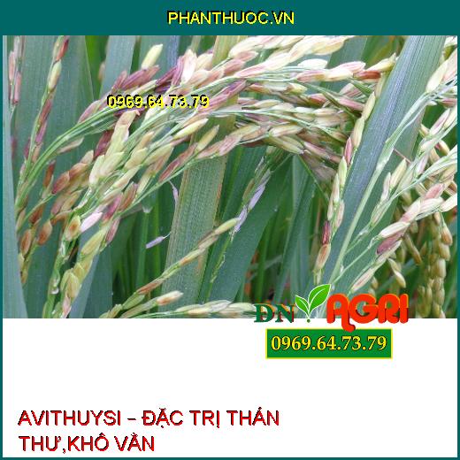 AVITHUYSI – ĐẶC TRỊ THÁN THƯ,KHÔ VẰN