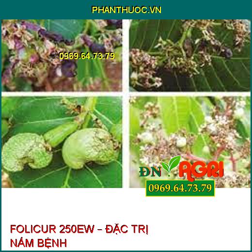 FOLICUR 250EW – ĐẶC TRỊ NẤM BỆNH