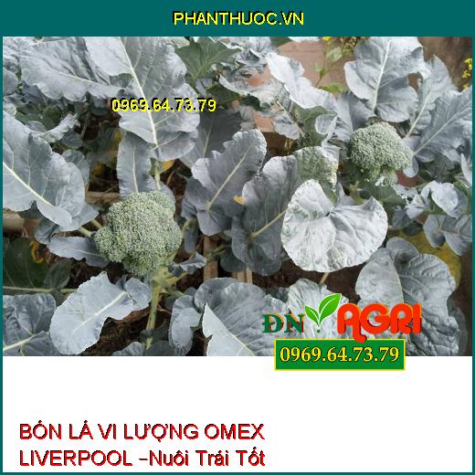 PHÂN BÓN LÁ VI LƯỢNG OMEX LIVERPOOL –Nuôi Trái Tốt, Trái Lớn Nhanh, Chắc Hạt