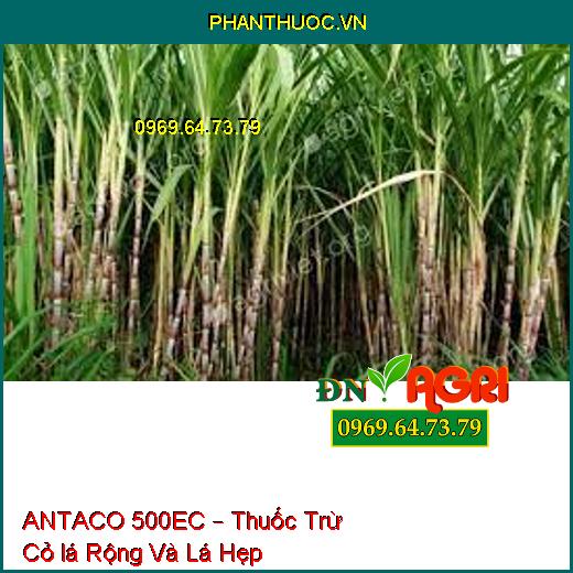 ANTACO 500EC – Thuốc Trừ Cỏ lá Rộng Và Lá Hẹp