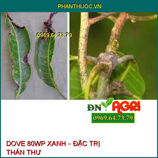 DOVE 80WP XANH – ĐẶC TRỊ THÁN THƯ