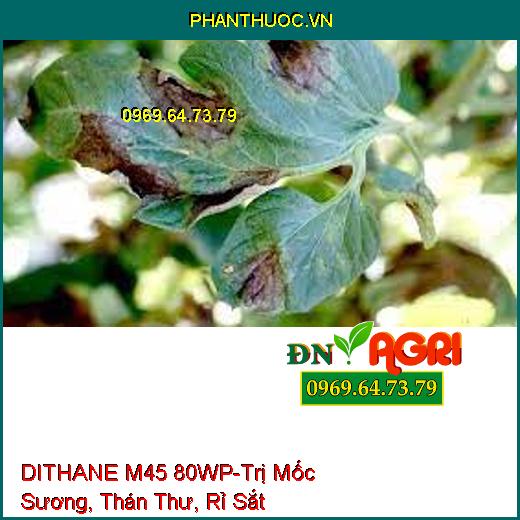 DITHANE M45 80WP-Trị Mốc Sương, Thán Thư, Rỉ Sắt