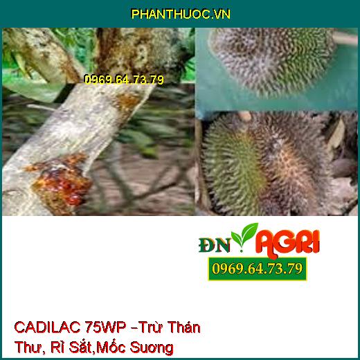 CADILAC 75WP –Trừ Thán Thư, Rỉ Sắt,Mốc Suơng