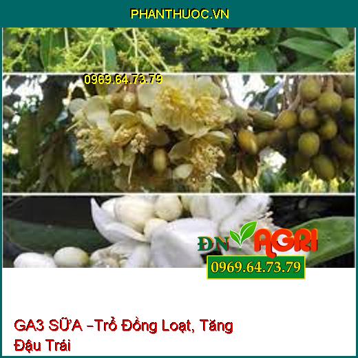 GA3 SỮA –Trổ Đồng Loạt, Tăng Đậu Trái