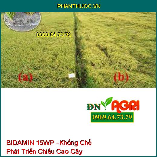 BIDAMIN 15WP –Khống Chế Phát Triển Chiều Cao Cây