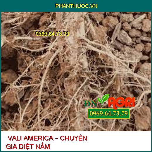  VALI AMERICA – CHUYÊN GIA DIỆT NẤM