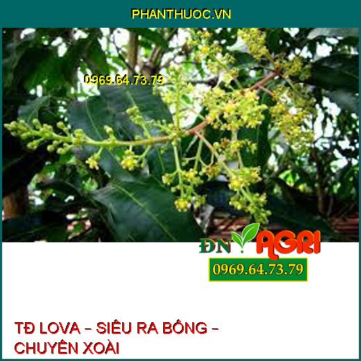 TĐ LOVA – SIÊU RA BÔNG – CHUYÊN XOÀI