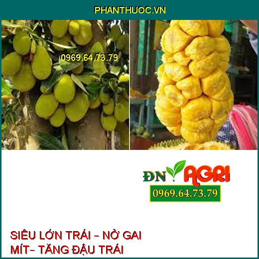 SIÊU LỚN TRÁI – NỞ GAI MÍT– TĂNG ĐẬU TRÁI