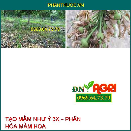 TẠO MẦM NHƯ Ý 3X – PHÂN HÓA MẦM HOA