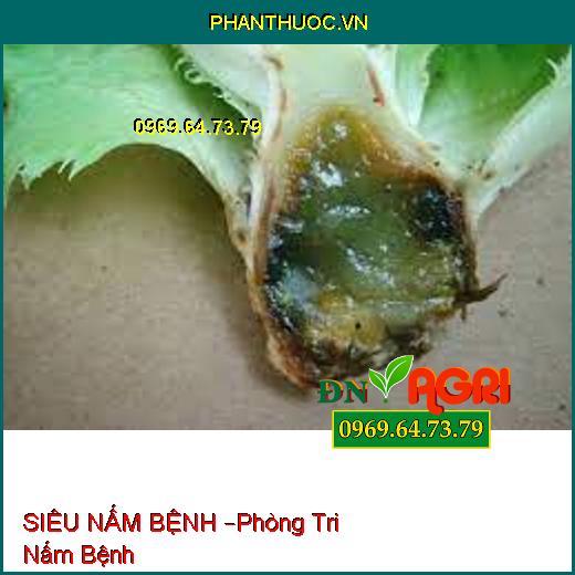 SIÊU NẤM BỆNH –Phòng Tri Nấm Bệnh