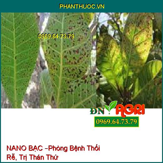 NANO BẠC –Phòng Bệnh Thối Rễ, Trị Thán Thứ