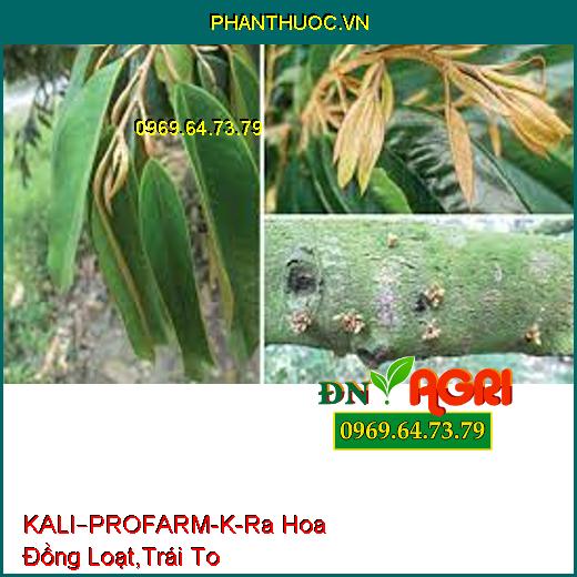 KALI–PROFARM-K-Ra Hoa Đồng Loạt,Trái To