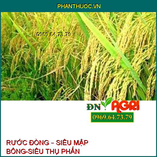 RƯỚC ĐÒNG – SIÊU MẬP BÔNG-SIÊU THỤ PHẤN