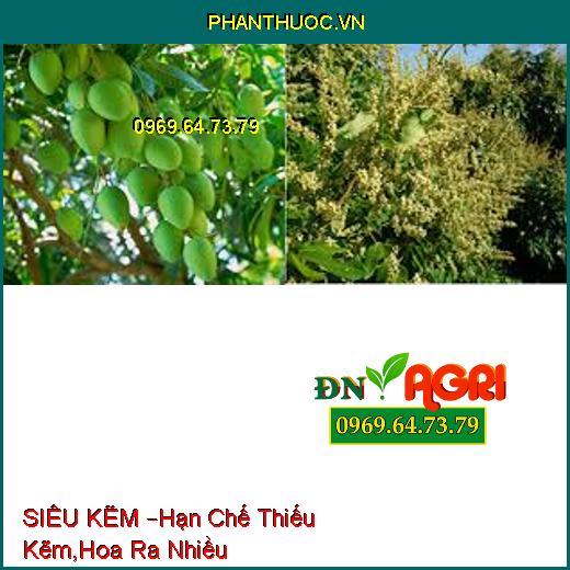 SIÊU KẼM –Hạn Chế Thiếu Kẽm,Hoa Ra Nhiều