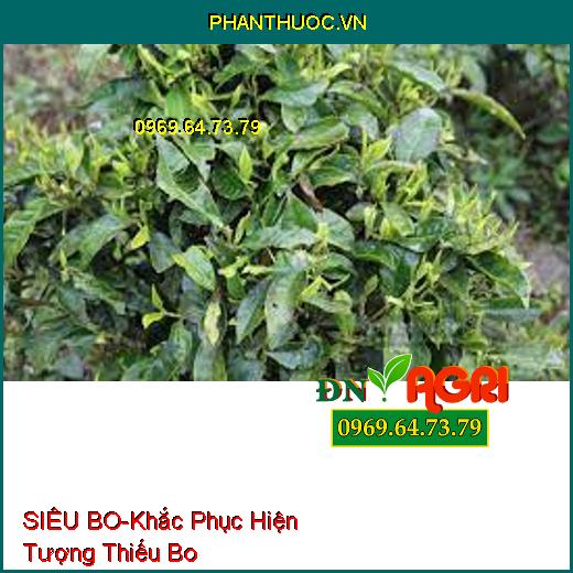 SIÊU BO-Khắc Phục Hiện Tượng Thiếu Bo