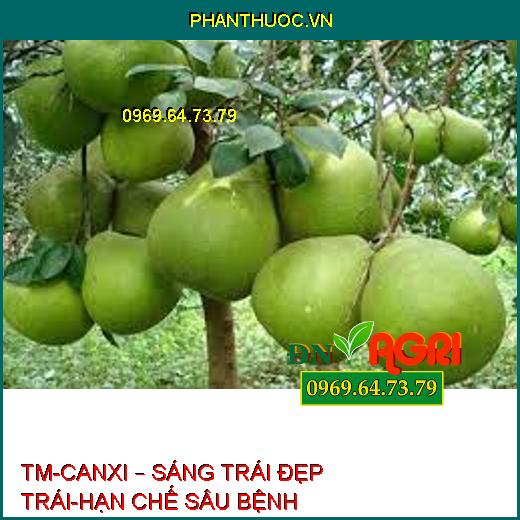 TM-CANXI – SÁNG TRÁI ĐẸP TRÁI-HẠN CHẾ SÂU BỆNH