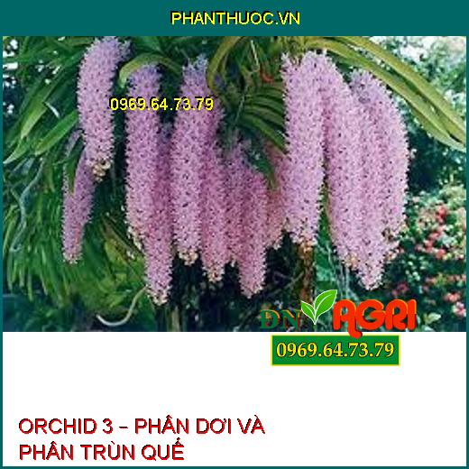 ORCHID 3 – PHÂN DƠI VÀ PHÂN TRÙN QUẾ