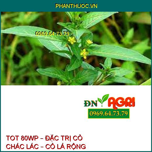 TOT 80WP – ĐẶC TRỊ CỎ CHÁC LÁC – CỎ LÁ RỘNG