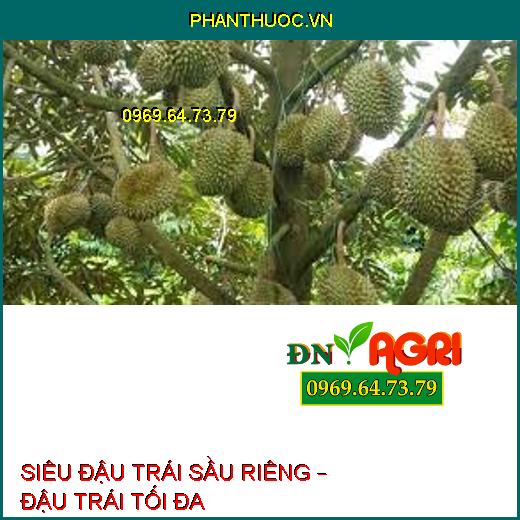 SIÊU ĐẬU TRÁI SẦU RIÊNG – ĐẬU TRÁI TỐI ĐA