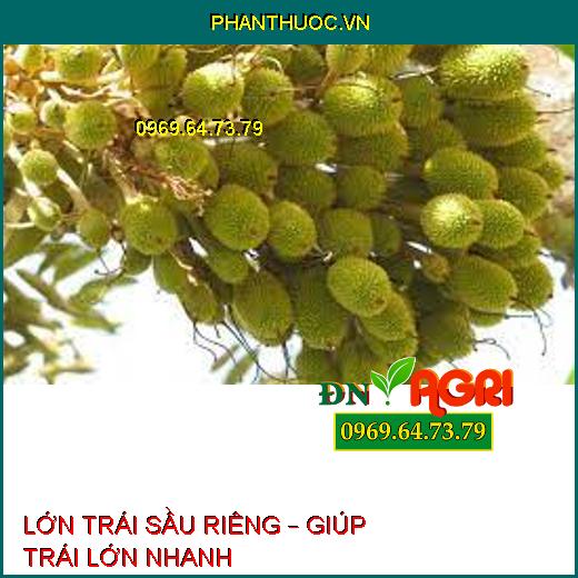 LỚN TRÁI SẦU RIÊNG – GIÚP TRÁI LỚN NHANH