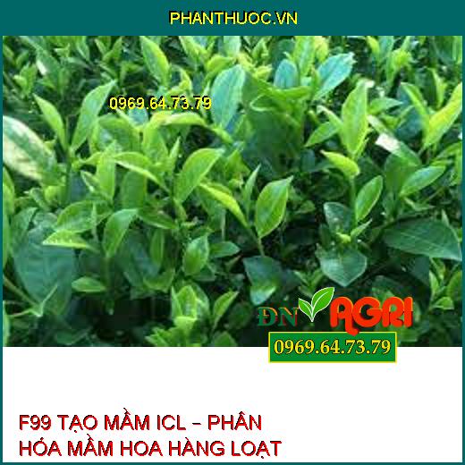 F99 TẠO MẦM ICL – PHÂN HÓA MẦM HOA HÀNG LOẠT